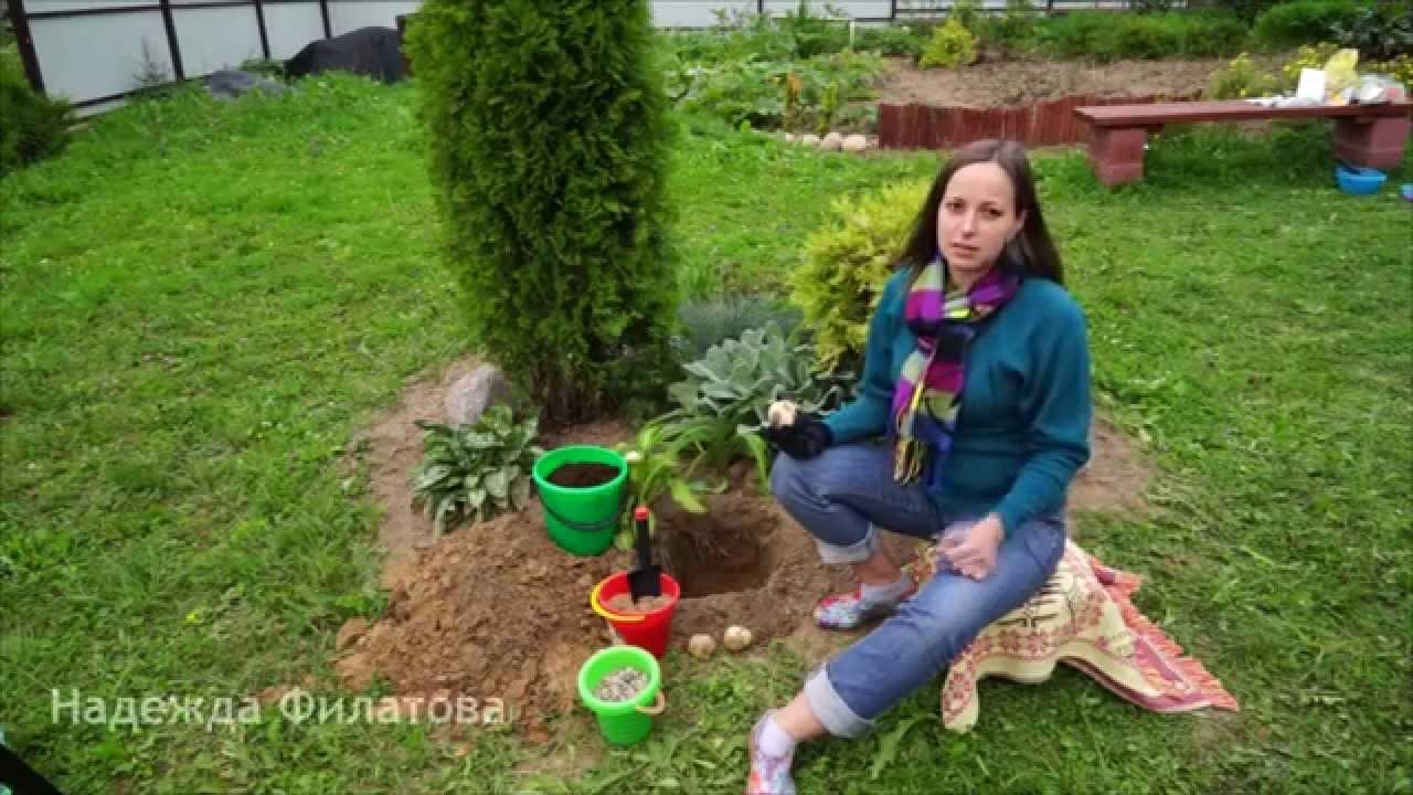 Как посадить луковицы рябчика императорского