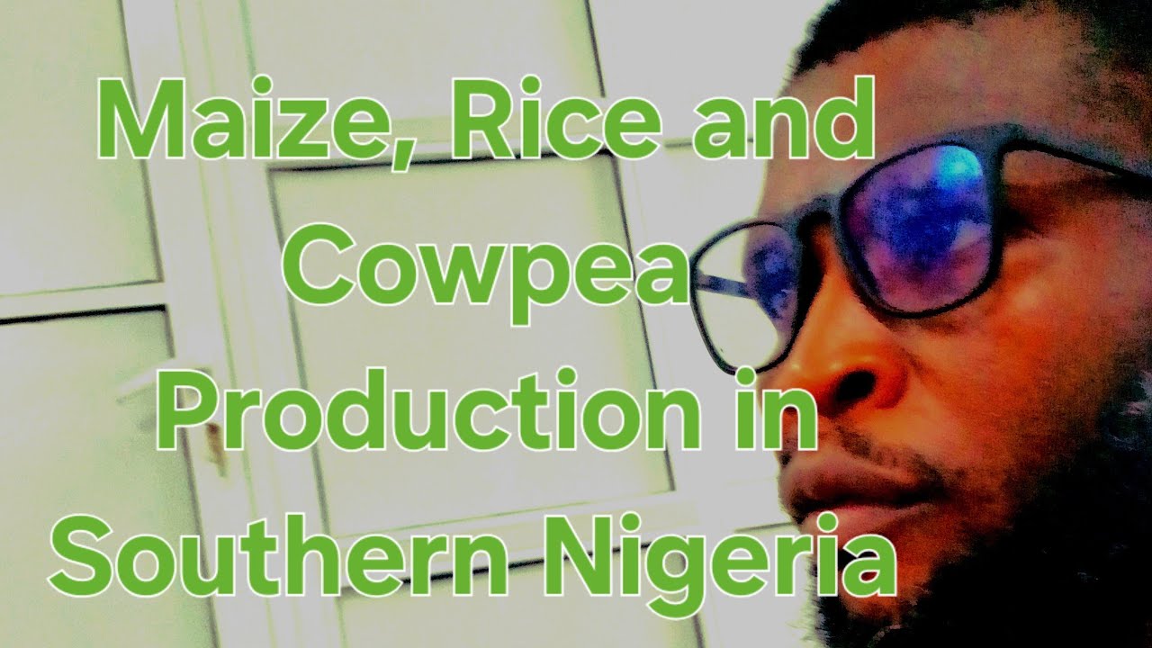 Maize, Rice & Cowpea: How to Maximize Yield and Prevent Pests in Southern Nigeria