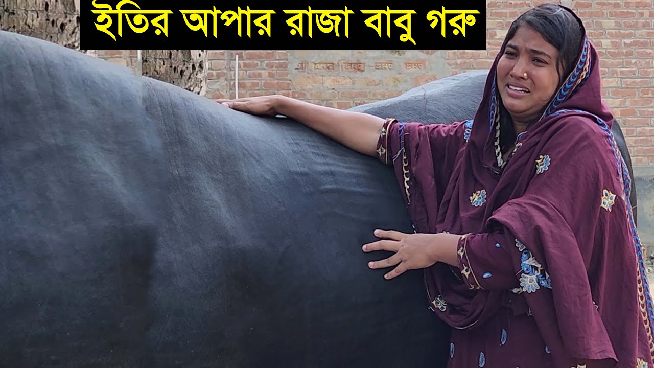 নারী উদ্যোক্তা ইতি আপার বড় গরু রাজাবাবু ওজন ও দাম সহ বিস্তারিত জানুন Eity big cow raja babu