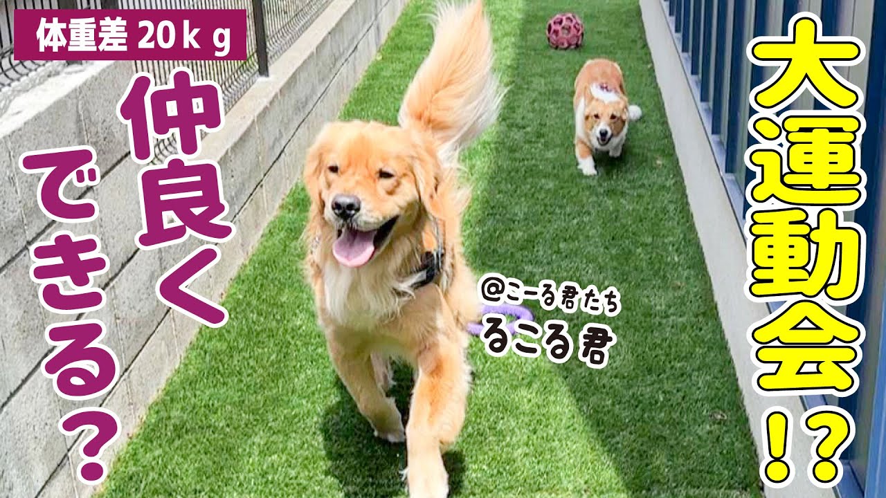 ゴールデンレトリバーのるこる君と再会したらこうなりました...！【ゴールデン×コーギー】