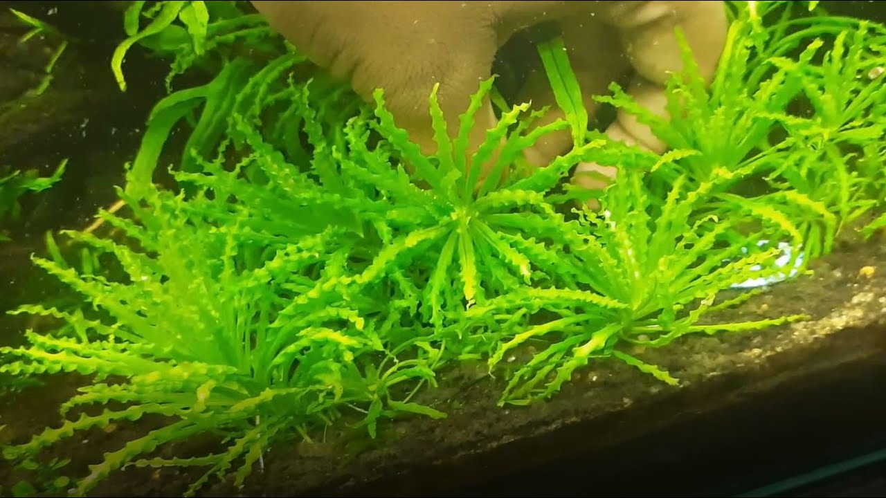 Pogostemon helferi