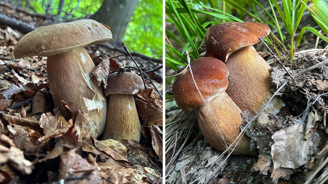 GLI SPETTACOLARI AESTIVALIS DI FAGGIO ➖ PORCINI 2024.