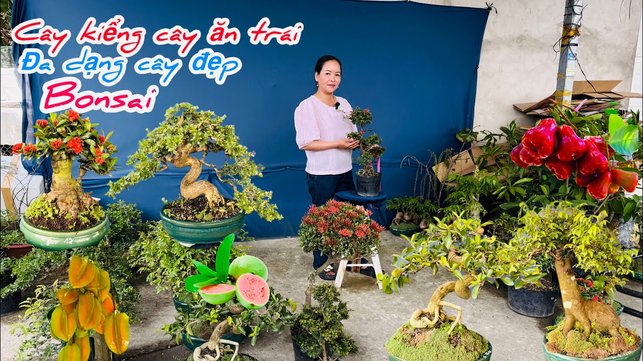 Cây kiểng cây ăn trái bonsai đa dạng chào bán bao ship..24/02😘📲 0334.270.232.Bích-Nhung