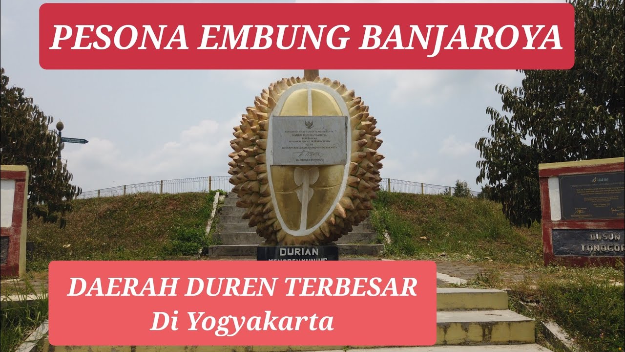 Desa Banjaroya Penghasil Durian Terbesar di Yogyakarta