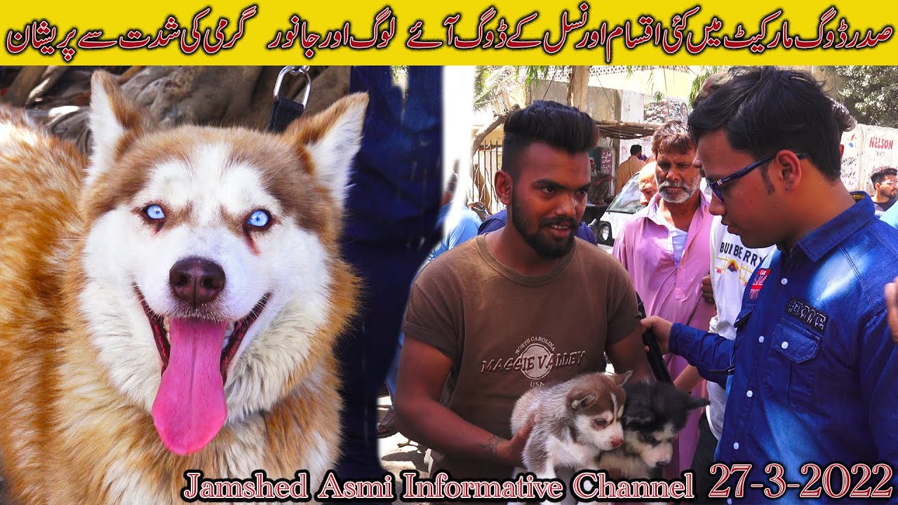 Saddar Dogs Market Karachi 27-3-22 | German Shepherd Husky Labrador Region of Canada | dogs puppies