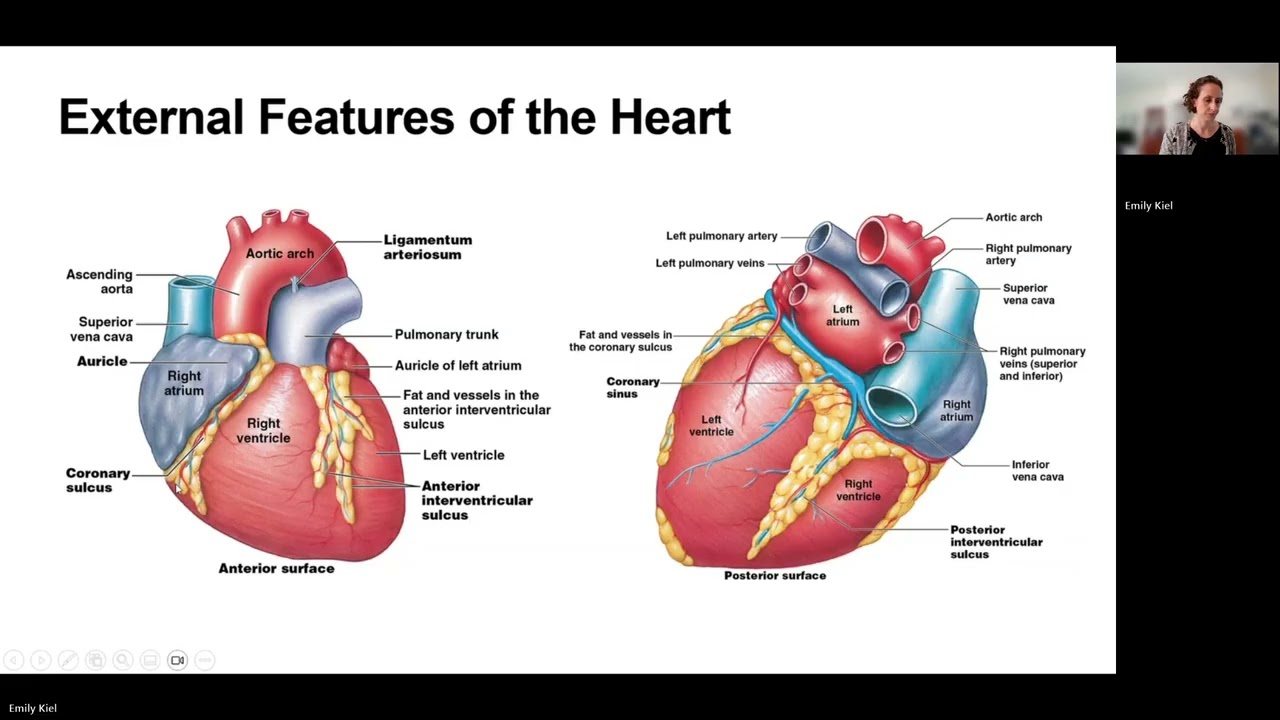 The Heart and Cardiovascular Function - Chapter 18 (AP2)