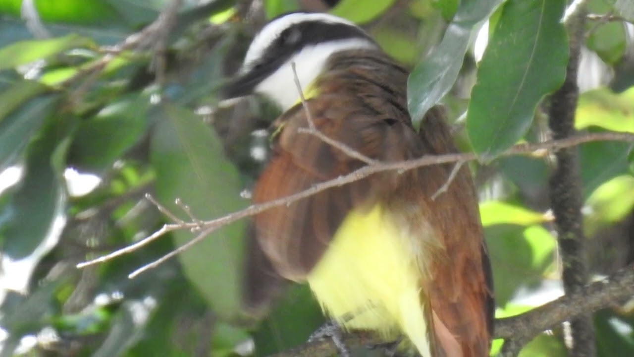 Bem-te-vi (Pitanguá sulphuratus)
