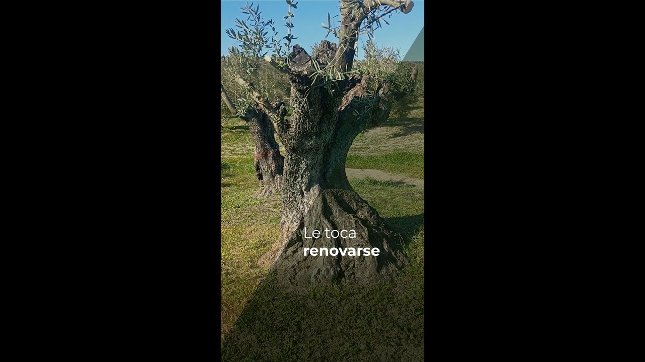 RENOVACIÓN POR COMPLETO DE UN OLIVAR - PARTE 1