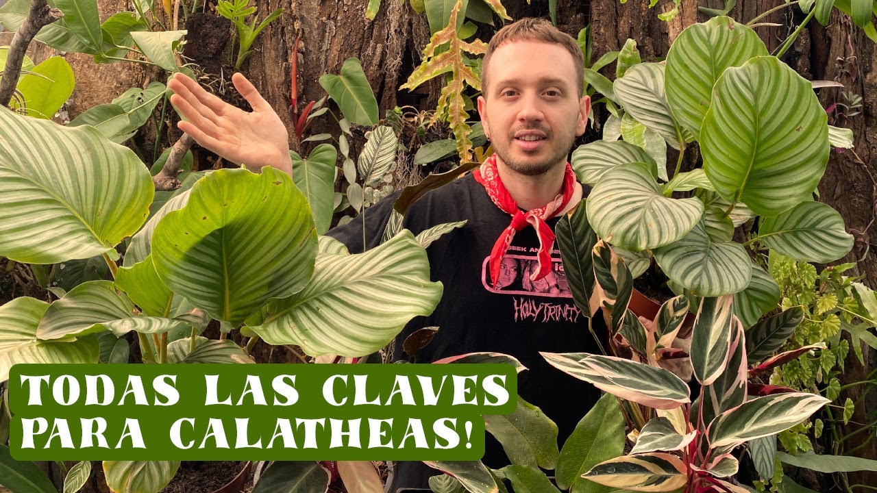 Guía completa de cuidados de las Calatheas, Marantas y Ctenanthes