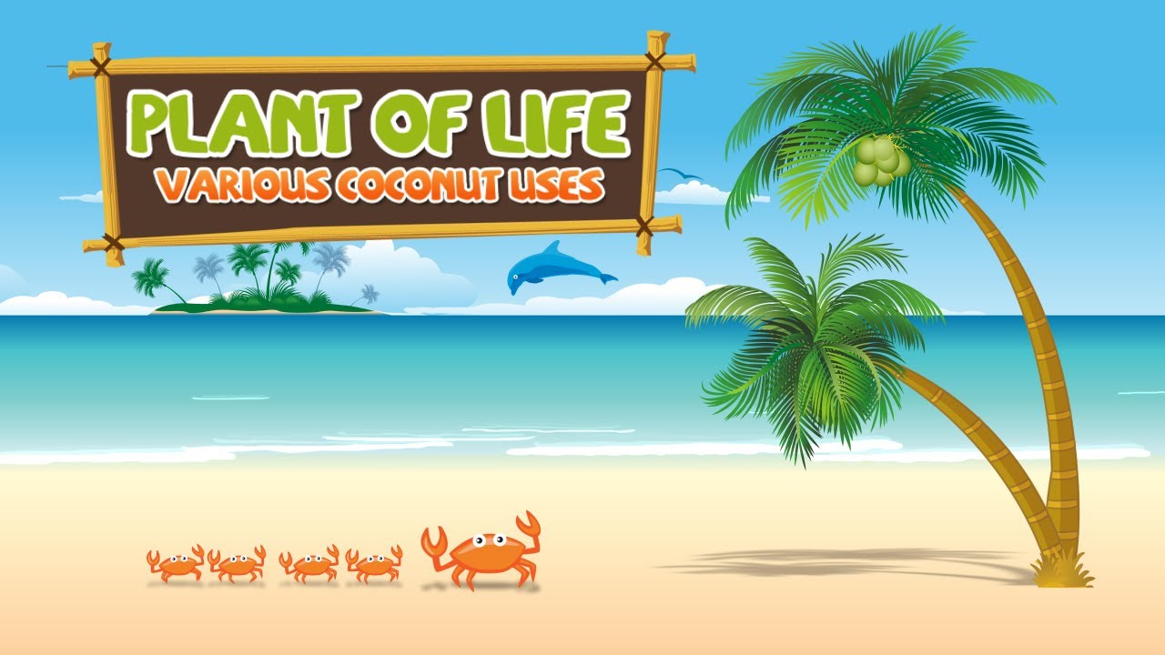 Amazing Uses of Coconut: The Plant of Life