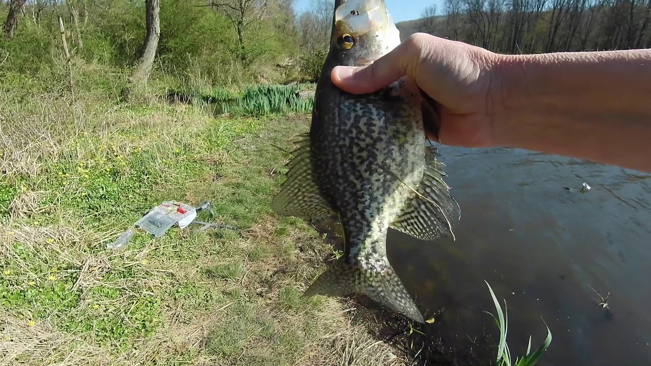 Sonic Rooster Tail Brandywine Success