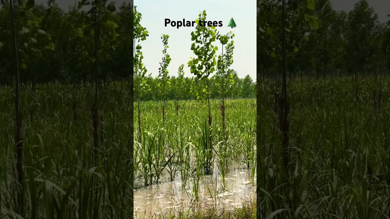 Poplar farming ☘️ 