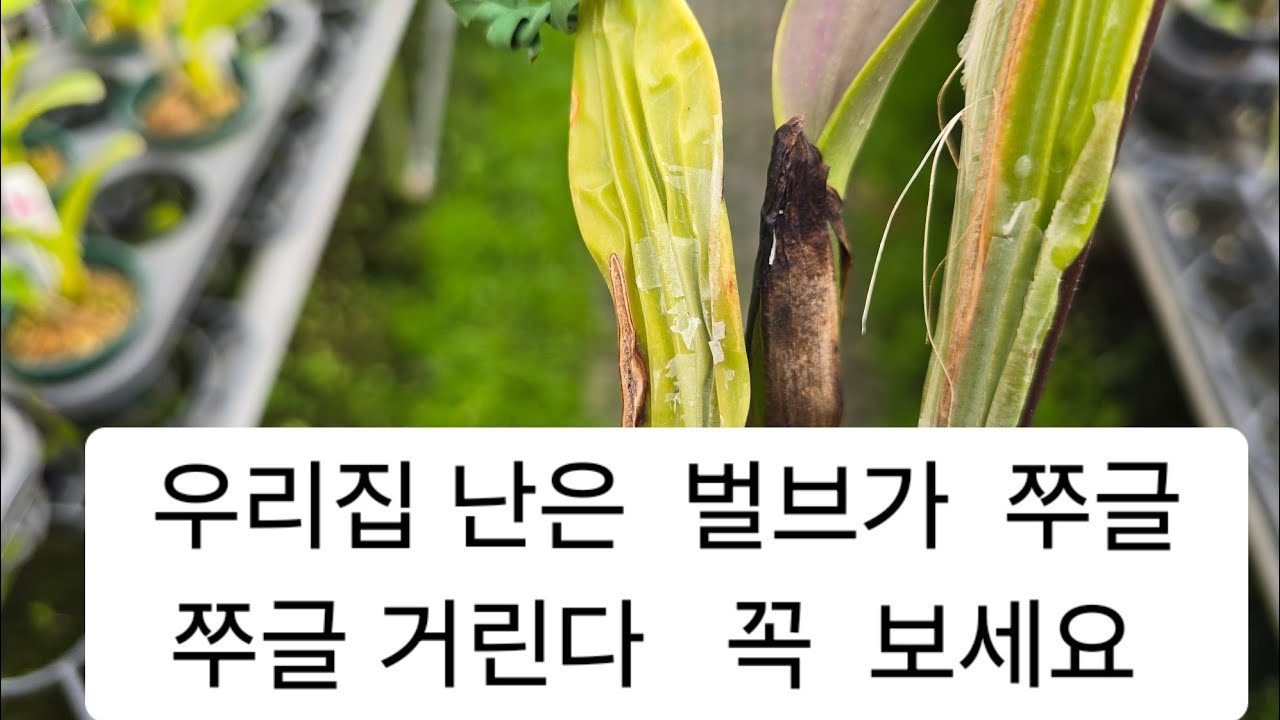 우리집 난이 쭈굴쭈굴 거리나요? 꼭! 보세요 난팔아요 재배법