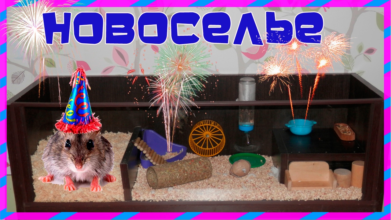 Новоселье Хомячка. Террариум для Хомы. Переезд хомячка / Housewarming Party Hamster. Moving hamster