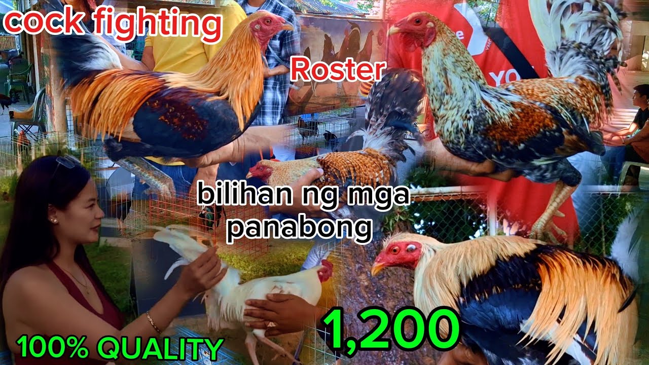 Roster cock fighting for sale manok panabong bintahan 