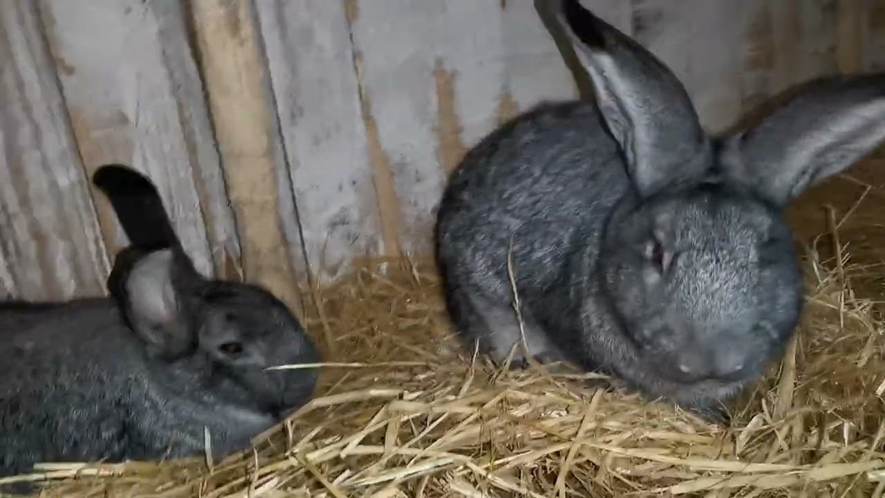 Kontrola březosti u králíků 1/2