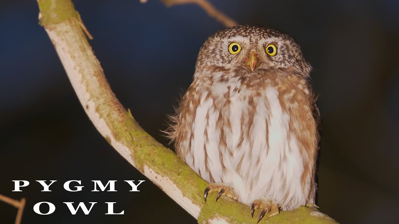 PYGMY OWL call at night, bird sounds