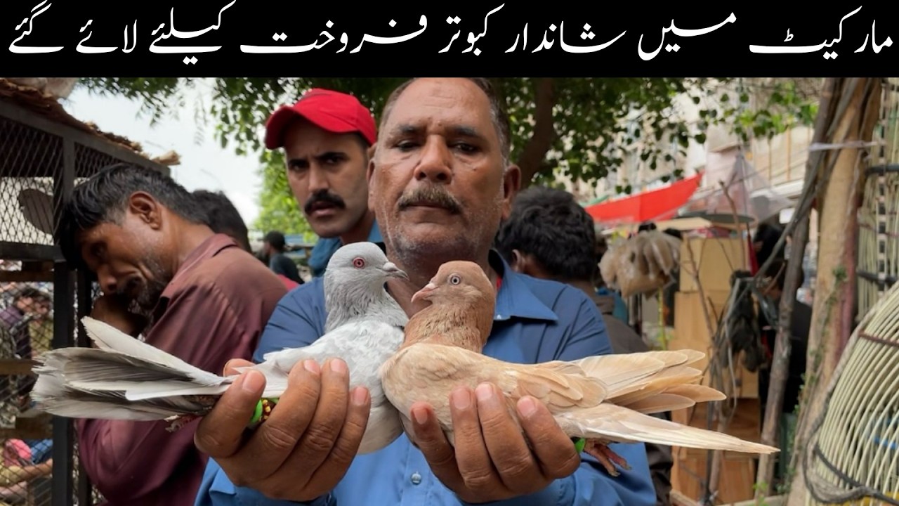 Kabootar Market Lalukhet Sunday Video Latest Update 29-6-2025 in Urdu/Hindi