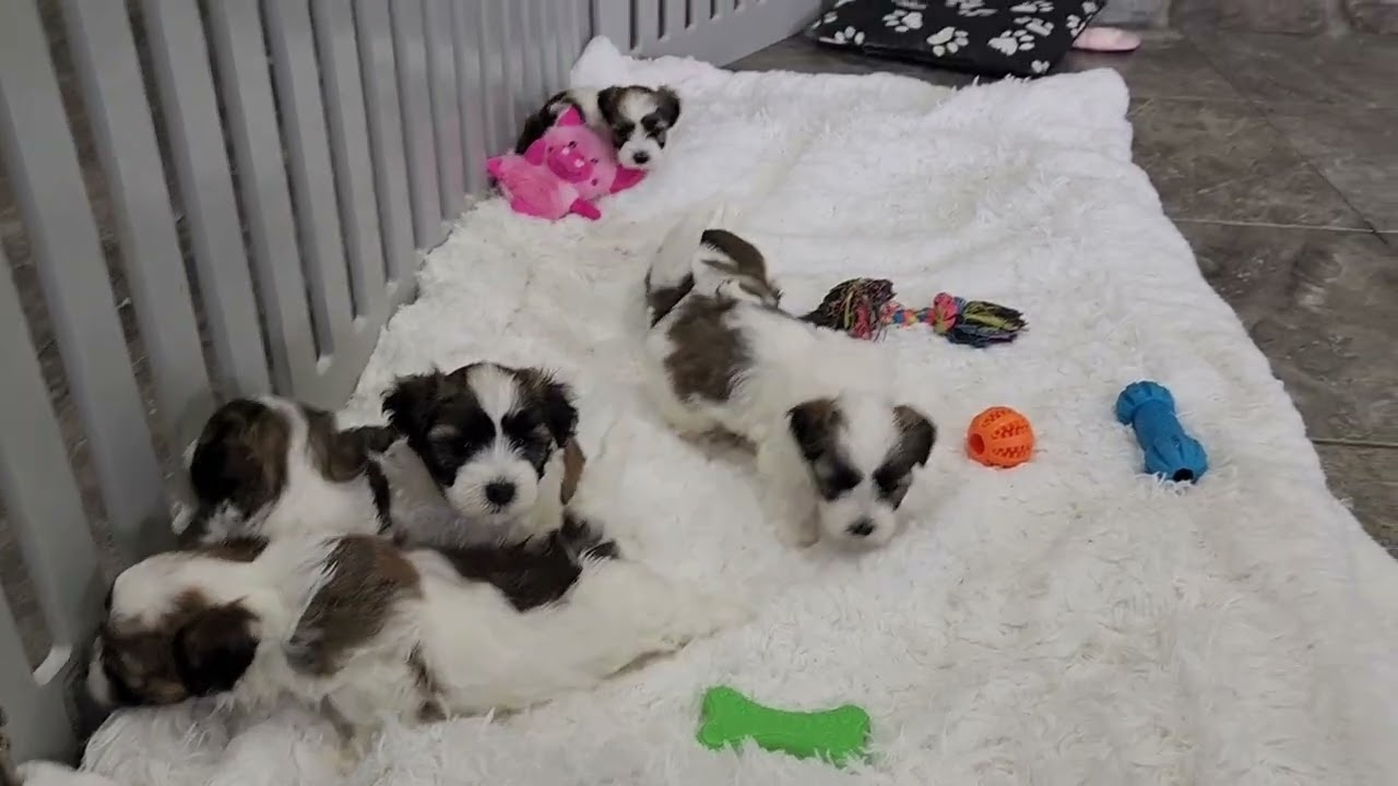 Watson, Warren, Wesley, Wendell, Wayne and Waylon Havanese boys #oasispuppies #havaneselove 