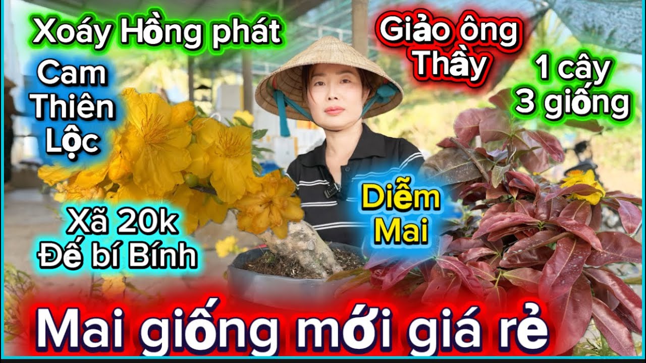 15-3-2026☎️0985556612📲mai giống mới giá xã rẻ đế bí bính bệ 30k bán bo mã số cuối líp 