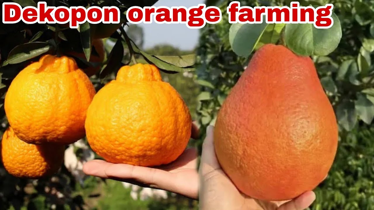 Dekopan Oranges Explained: Taste, Benefits, and More!