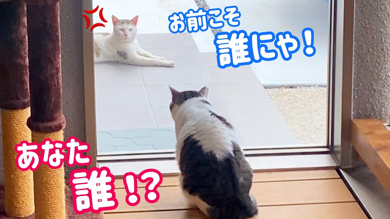 【驚愕】庭にウチの子そっくりな野良猫が現れた‼︎