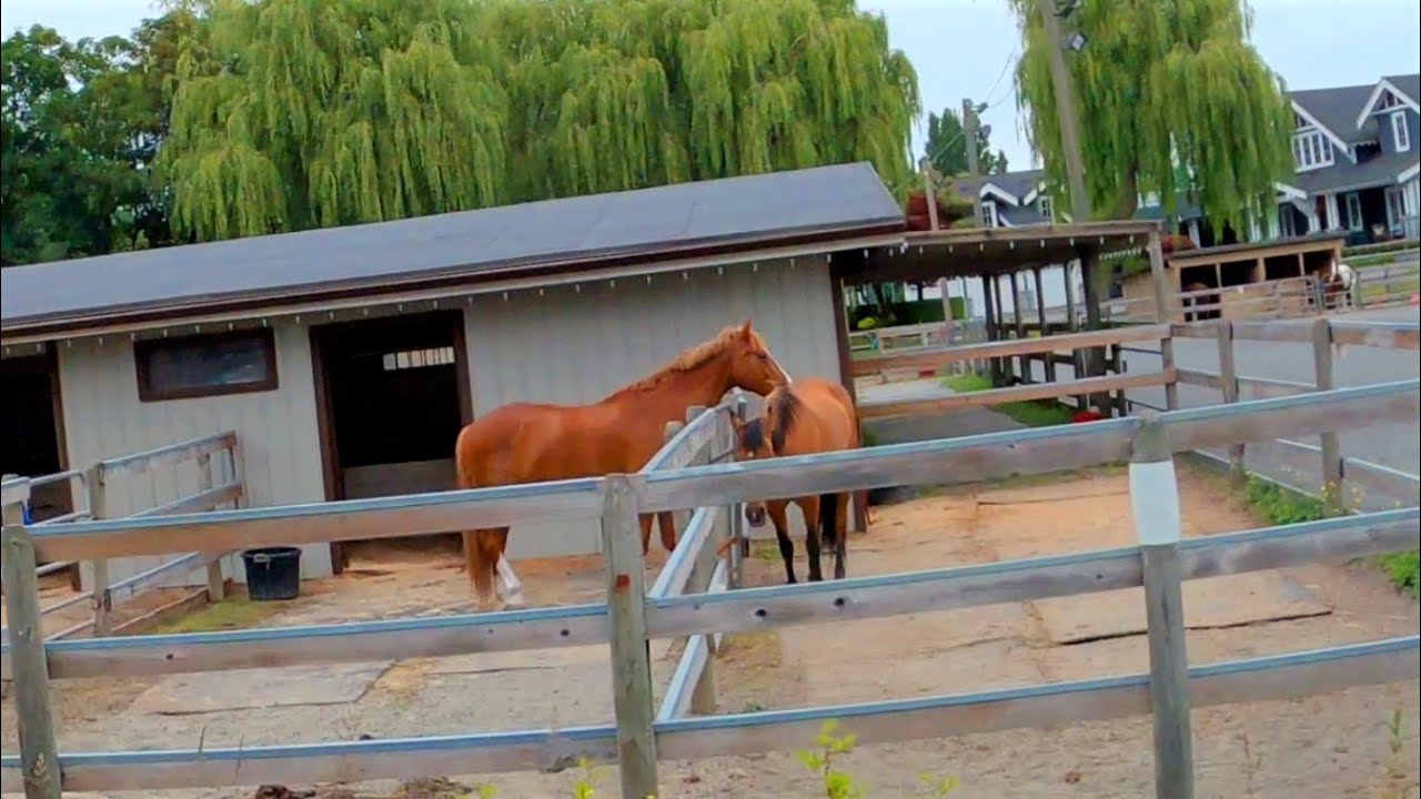 Ride 42 - Southlands, Vancouver - There ain't no stinkin horses in Vancouver (keto version)