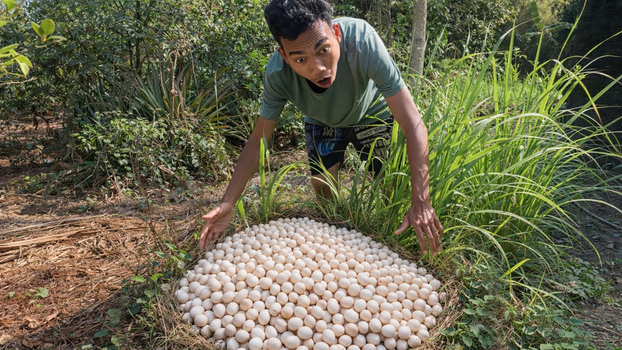 Unbelievable Story: A Large Harvest of Duck Eggs Near a Lemongrass Bush