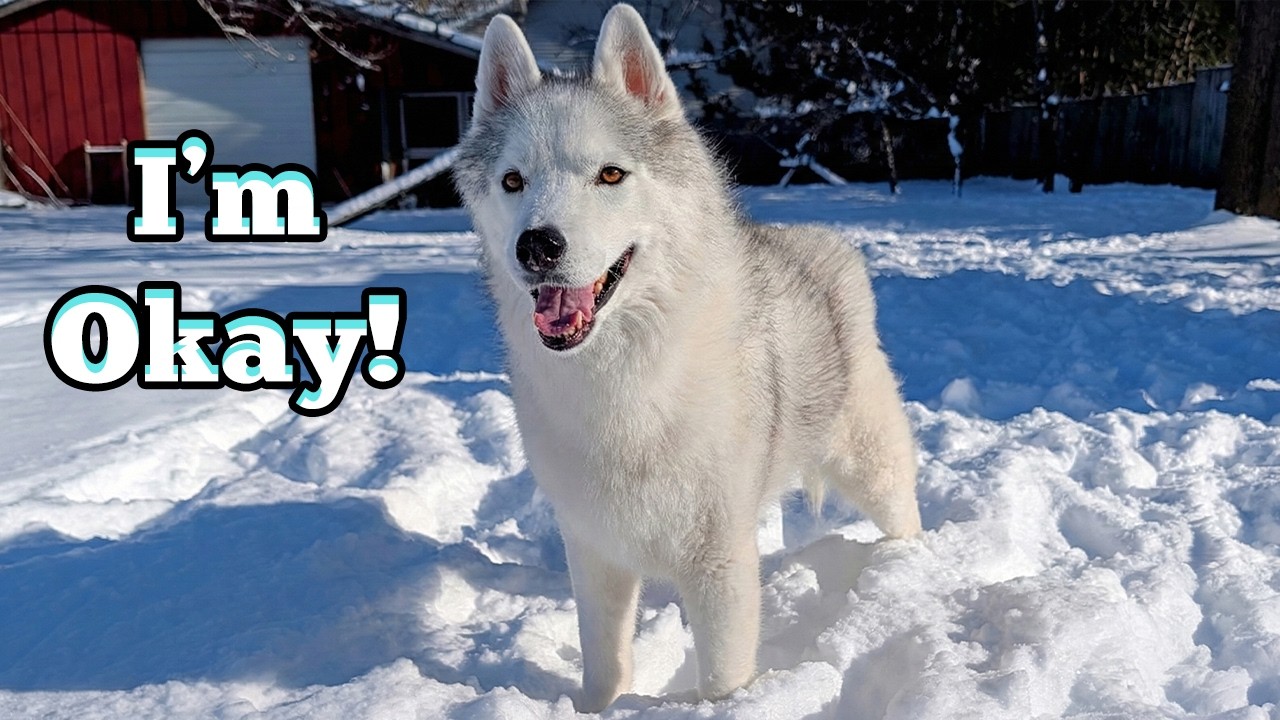 Husky SLIPS on the Ice! (Scary Moment)