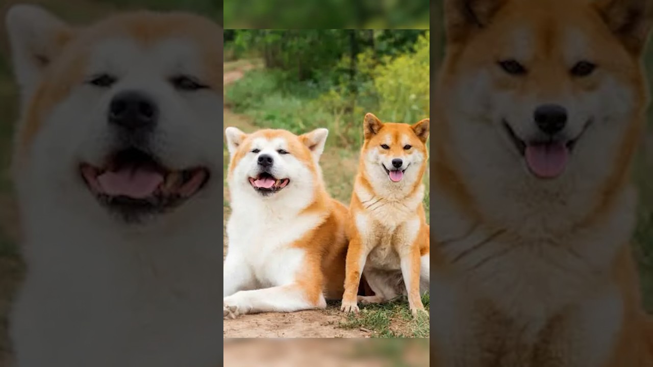 Shiba Inu or Akita Inu?🐶 #dog #pets #shibainu #shiba #shib #akitainu