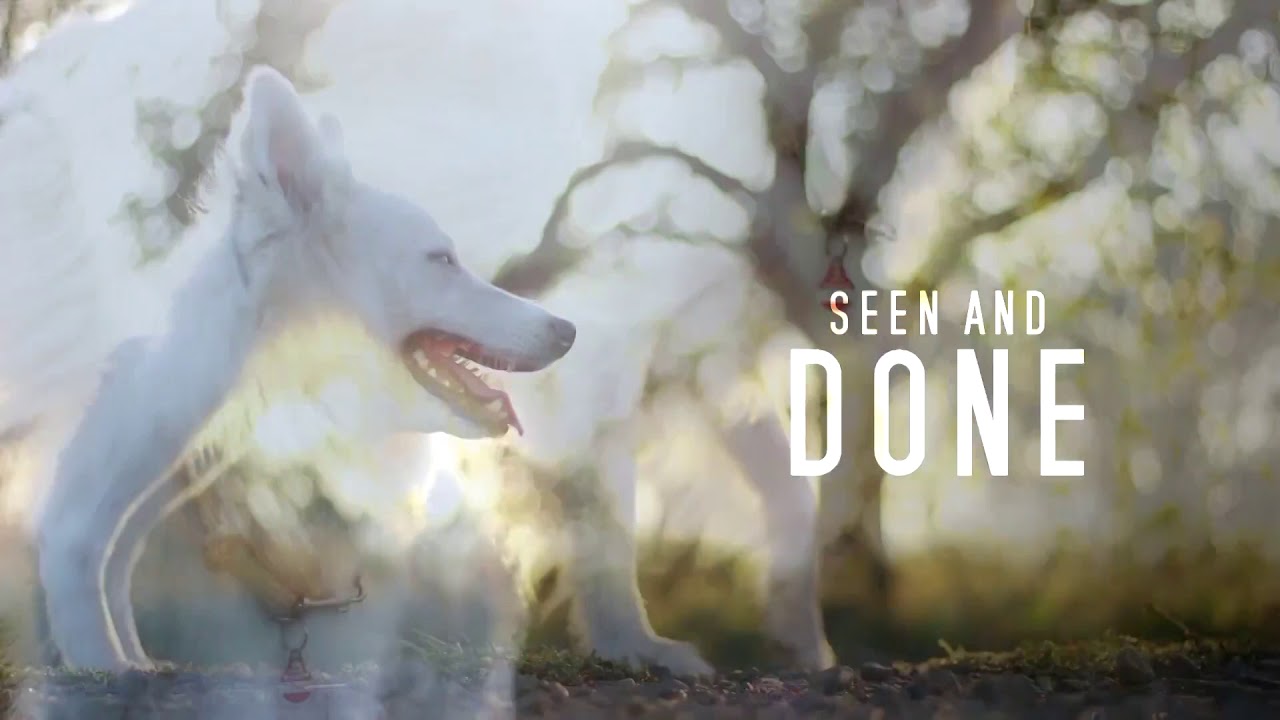 BORN TO RUN - Full Dog Mep