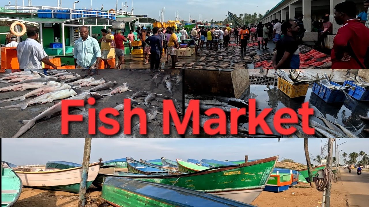 Thengapattanam Fishing Harbour 🐟தேங்காப்பட்டினம்  மீன்பிடி துறைமுகம்@Jack Wes Vlogs  #fishmarket #sea