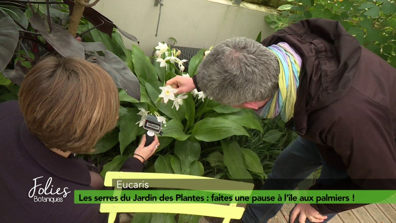 Folies Botaniques dans les Serres #7 : l'île aux palmiers