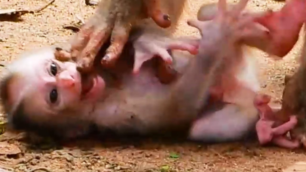 Great Video! Mom monkey Tries to teach new baby walking