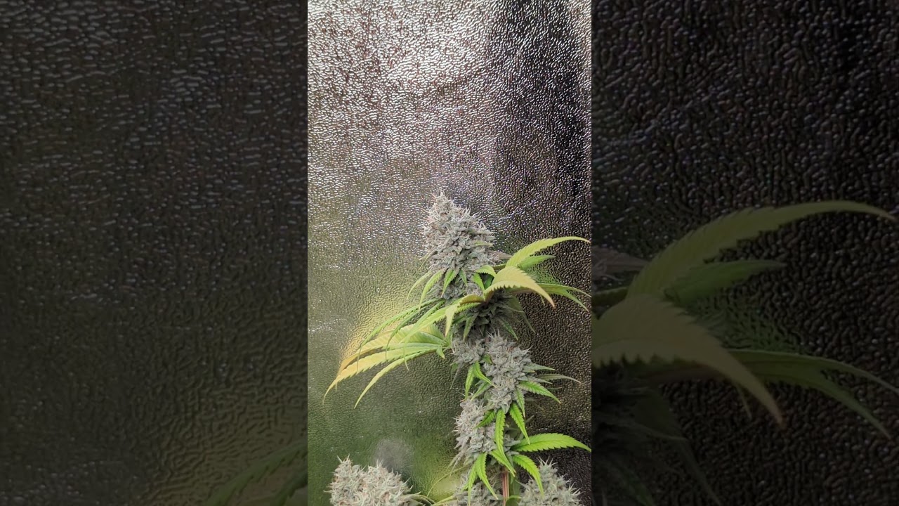 Gorilla Ghost BSF Seeds semana 7 de floraci&oacute;n