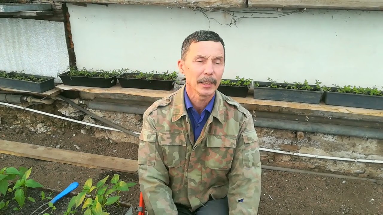 Не допусти ошибку при пересадке перцев