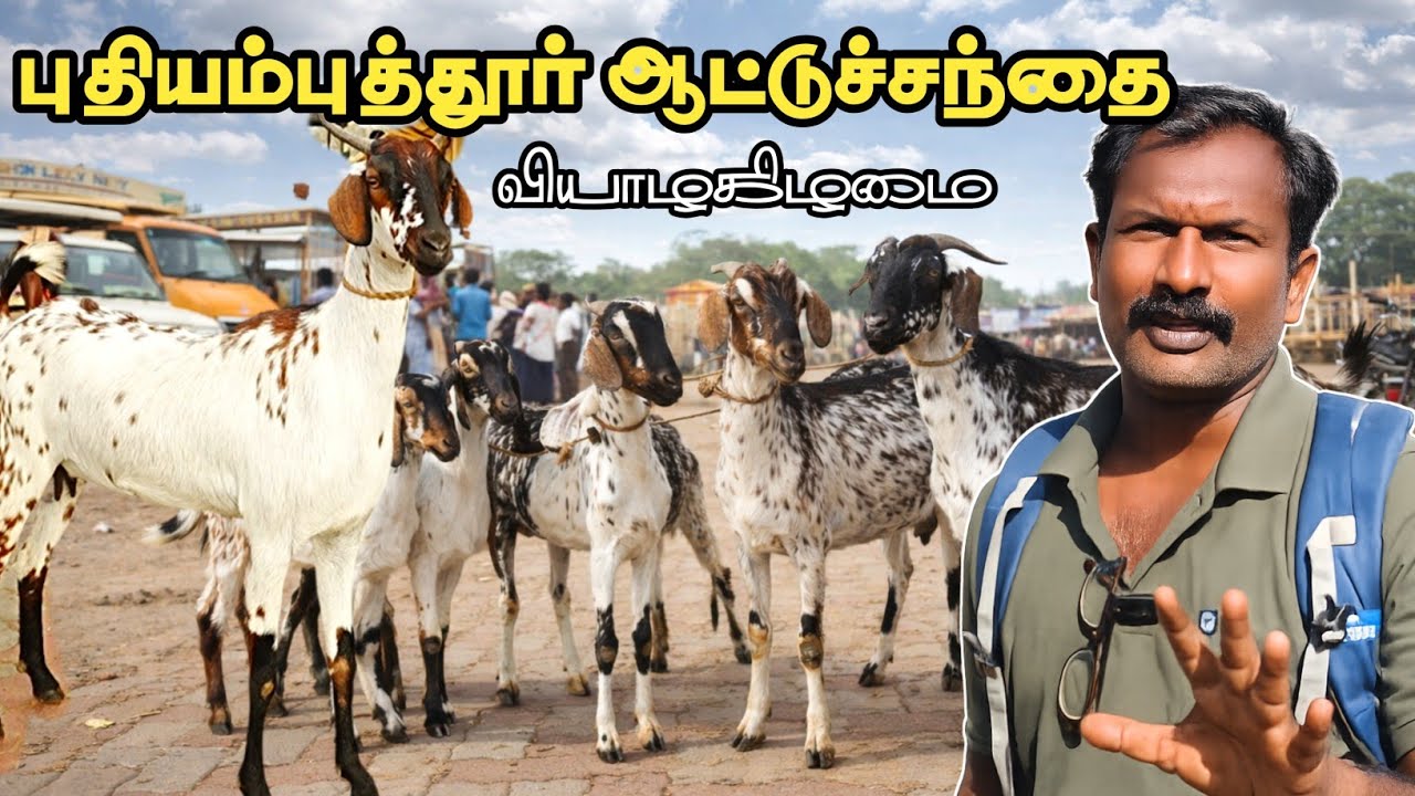 19-02-2026/ புதியம்புத்தூர் ஆட்டுச் சந்தை தூத்துக்குடி மாவட்டம் 