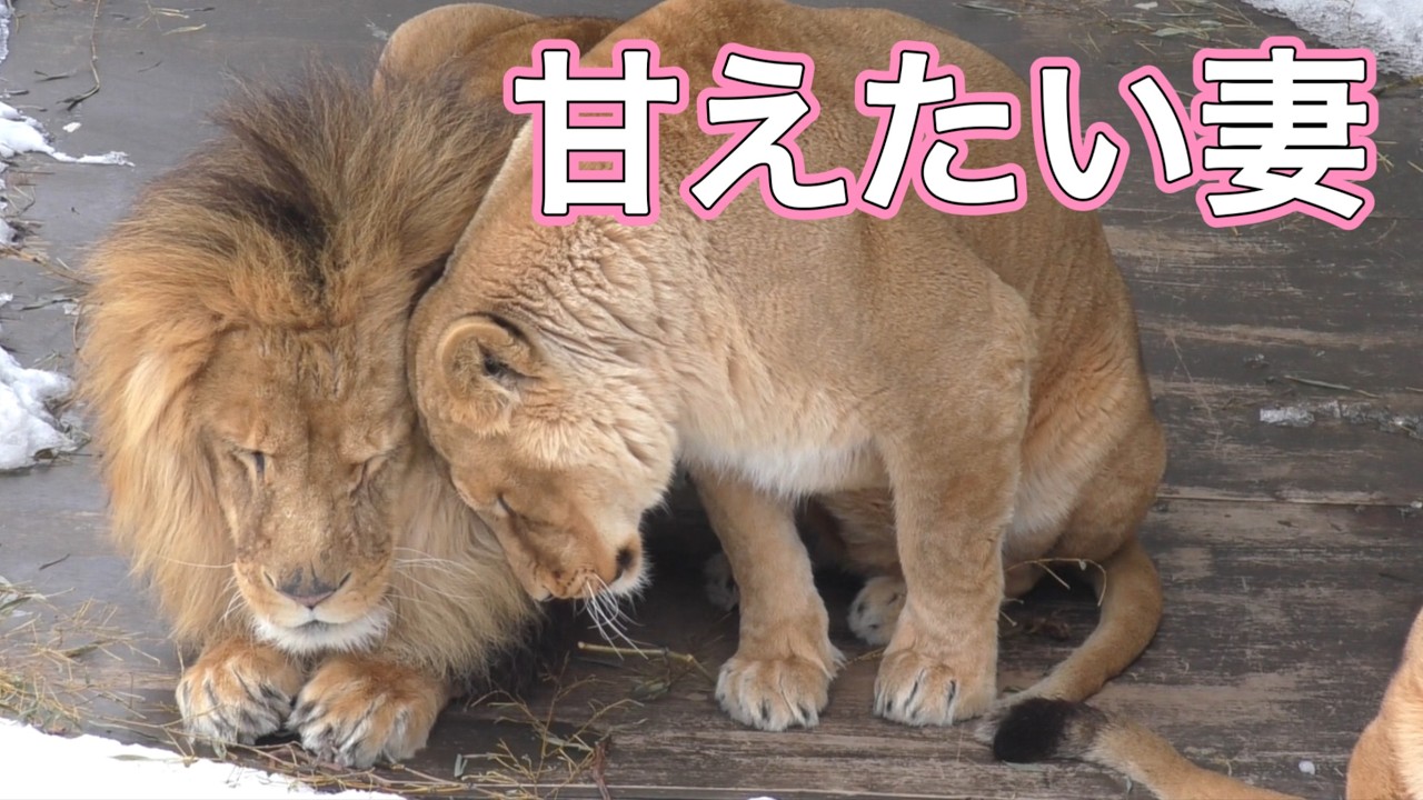 【旭山ライオン＆トラ】妻だって夫に甘えたい！2度はだめを通すオリトの流儀。オリトイオ＆ザリアファミリーvol745Wives want to be pampered by their husbands