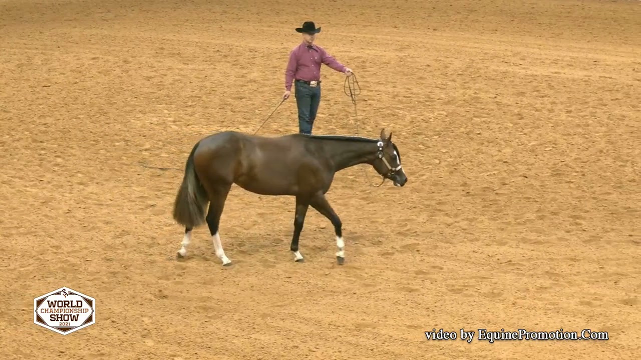 Hope U Da Best 2021 APHA World Show Yearling Longe Line