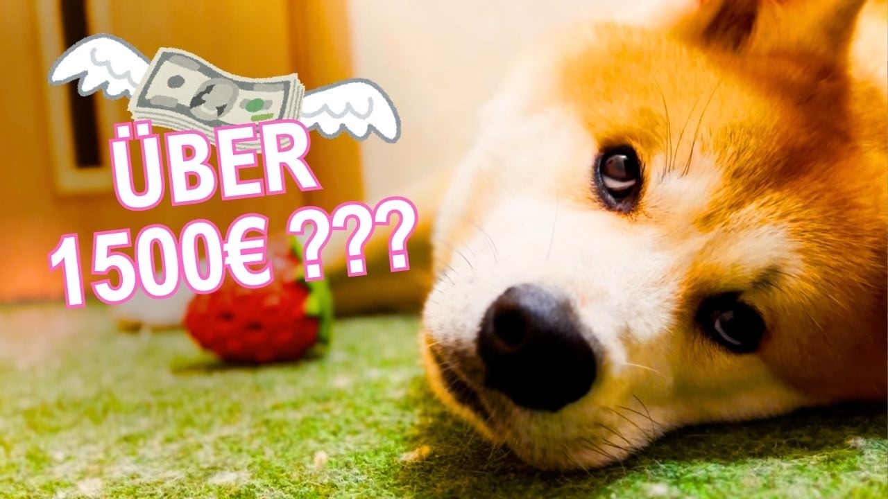 IST DAS WIRKLICH SO TEUER, EINEN HUND ZU HALTEN? Monatliche Ausgaben im Überblick: Akita Inu