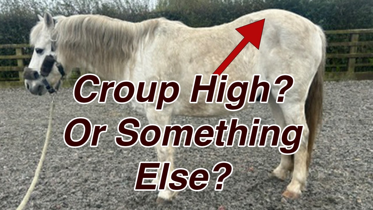 Is Your Horse Really Croup High?