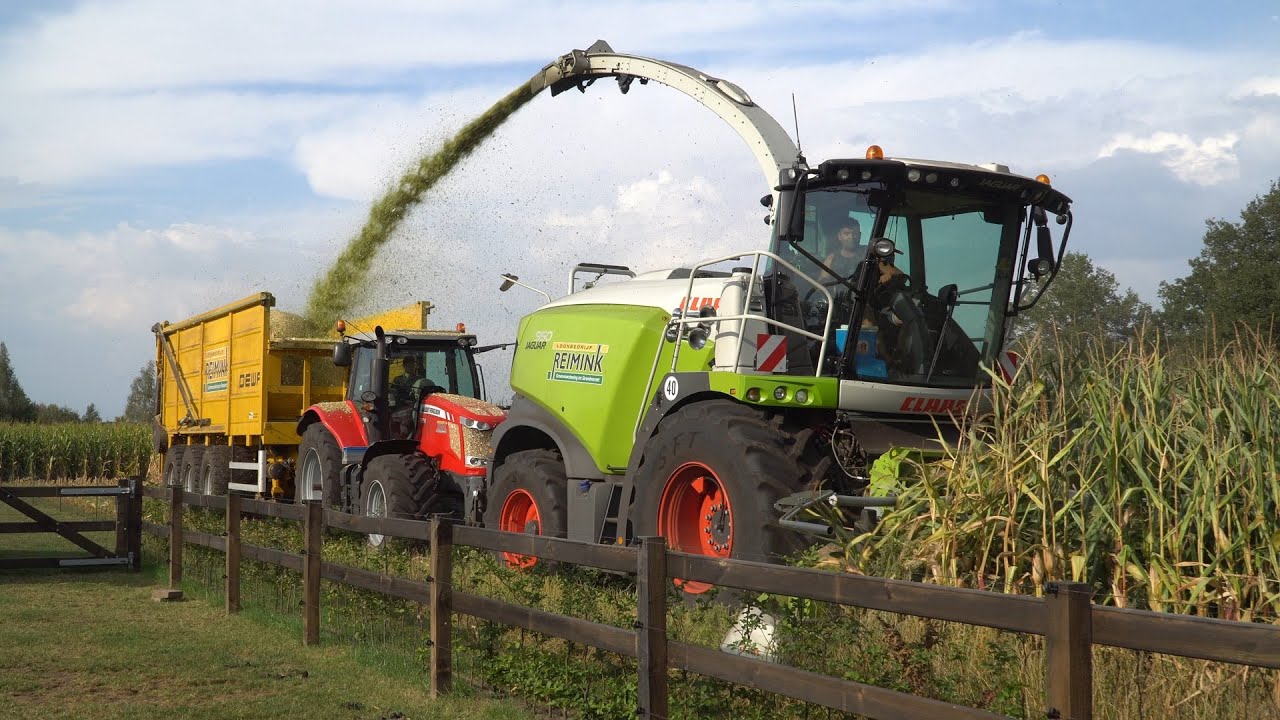 Mais hakselen bij melkveebedrijf Willems door loonbedrijf Reimink (2025)