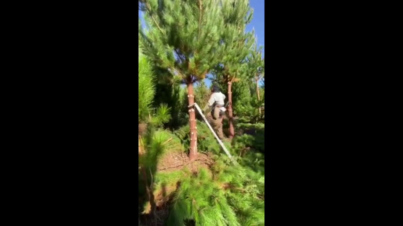 FORESTRY IN NEW ZEALAND!!