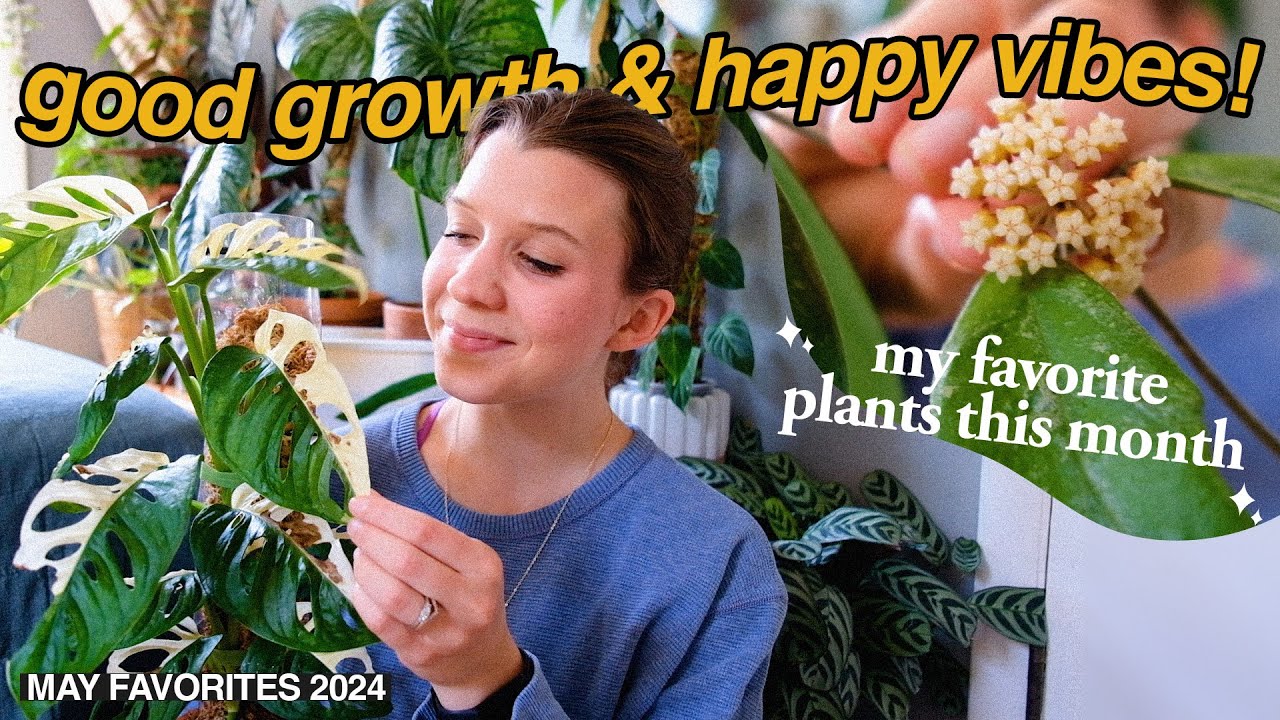 HOUSEPLANT FAVORITES | may 2024