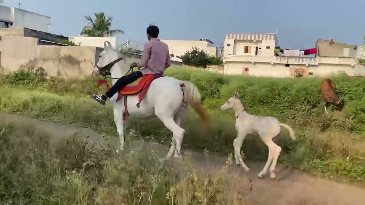 આજે ઘોડી ને બાર લય ગયા વ્લોગ જોવાનું ભૂલતા નહીં😮🎠❤️‍🔥