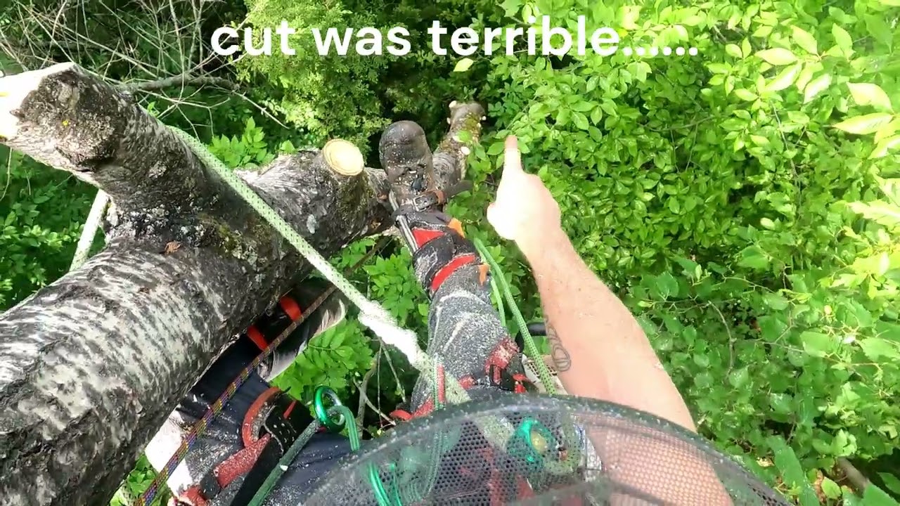 Quaking Aspen removal Vermont