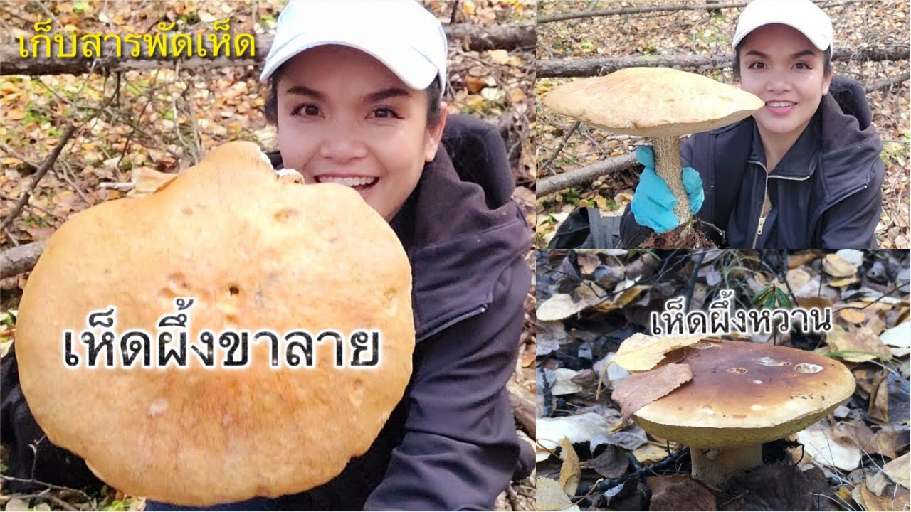 เก็บเห็ดถดูใบไม้ร่วง ยังหมานเห็ดผึ้งหวาน ผึ้งขาลาย เห็ดไก่ทอดอยู่ค่ะ