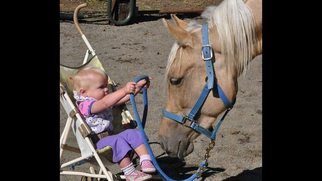 What Makes a Morgan Horse So Special?