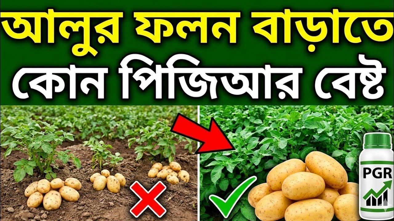 আলুর ফলন বাড়াতে কোন পিজি আর দিবো আলুর জন্য কোন গ্রুপের পিজি আর বেষ্ট Which PG should I give 