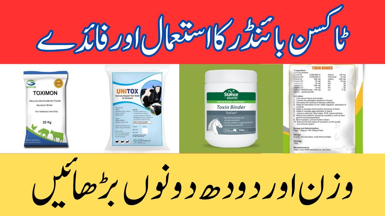 ٹاکسن بائنڈرکا استعمال اور فائدے، وزن اور دودھ دونوں بڑھائیں